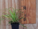 Chionochloa Flavicans