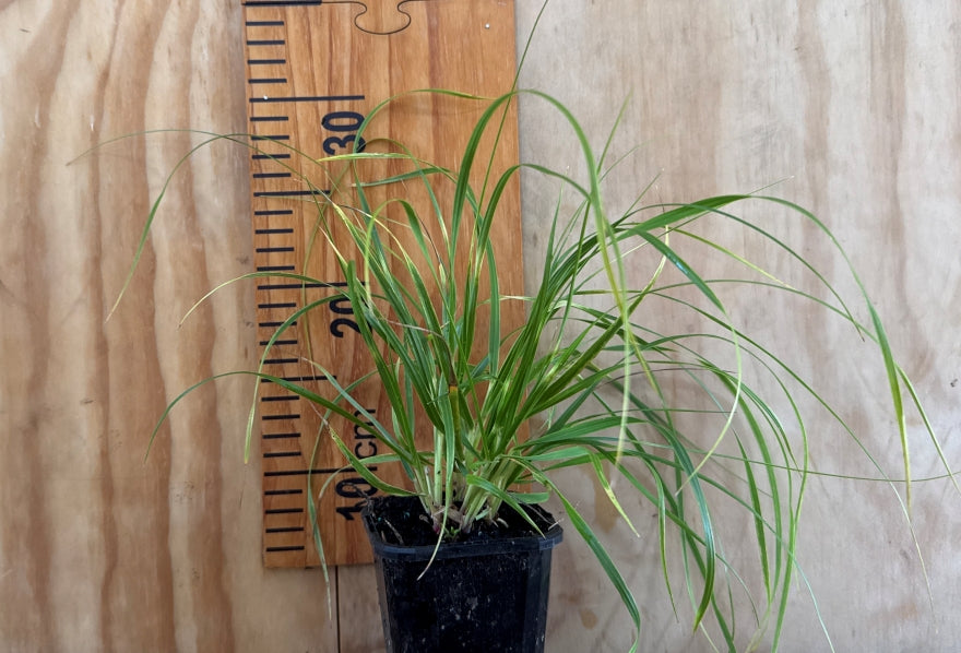 5x Dwarf Toe Toe- $8.99 each