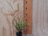 Chionochloa Flavicans