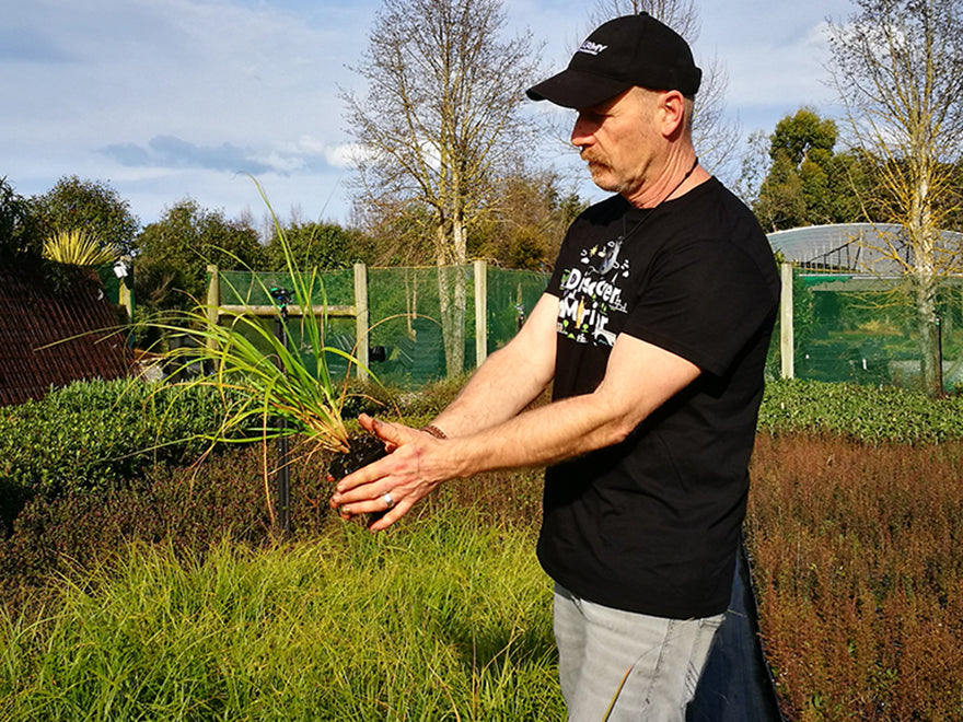 100x Dwarf Toe Toe - large size - $11.99 each