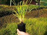 Chionochloa Flavicans