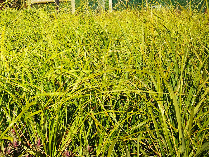 25x Dwarf Toe Toe - large size - $12.99 each