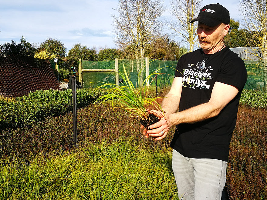 25x Dwarf Toe Toe - large size - $12.99 each