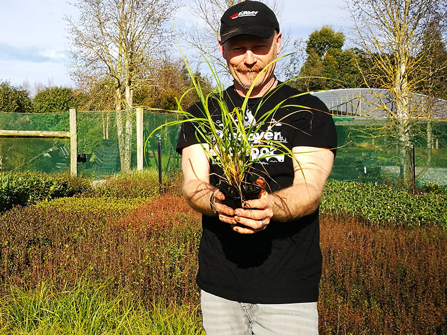 25x Dwarf Toe Toe - large size - $12.99 each