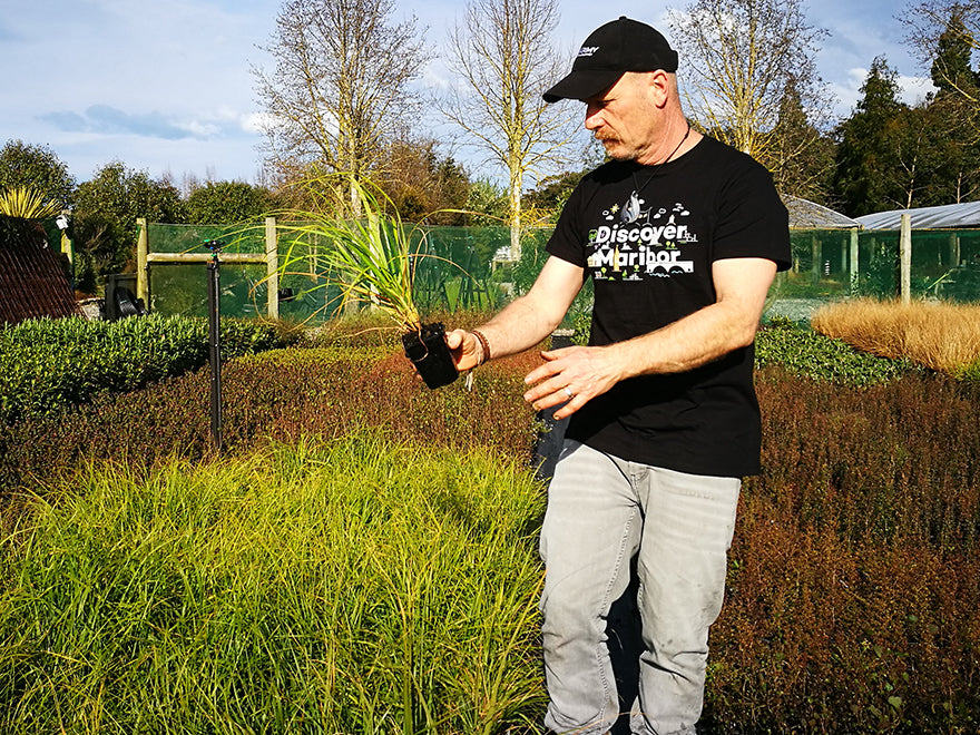 100x Dwarf Toe Toe - large size - $11.99 each