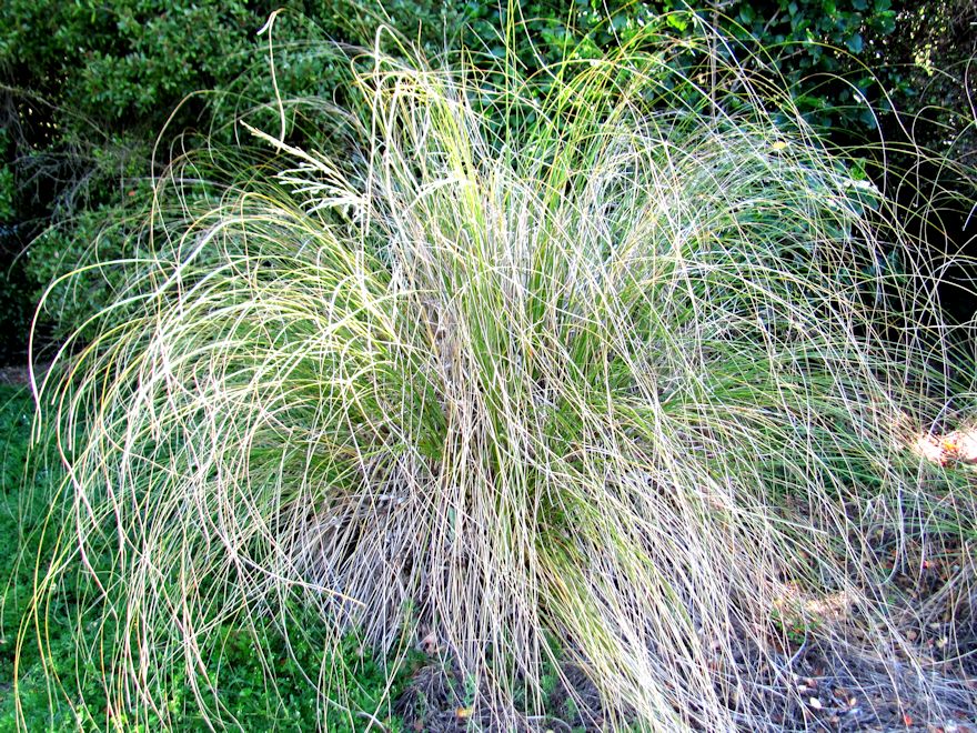 Narrow Leaved Snow Tussock
