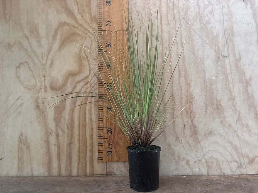 Narrow Leaved Snow Tussock