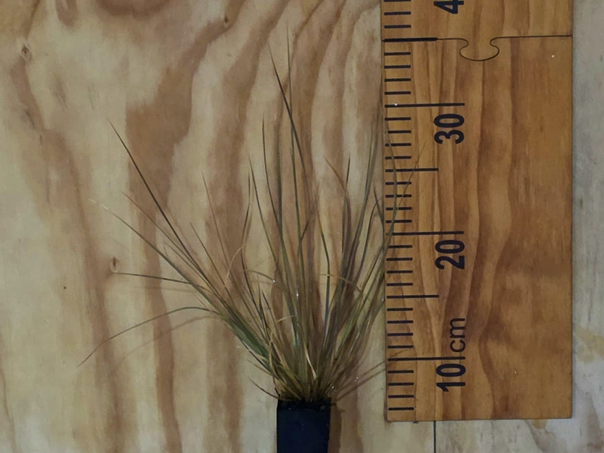 Chionochloa Rubra