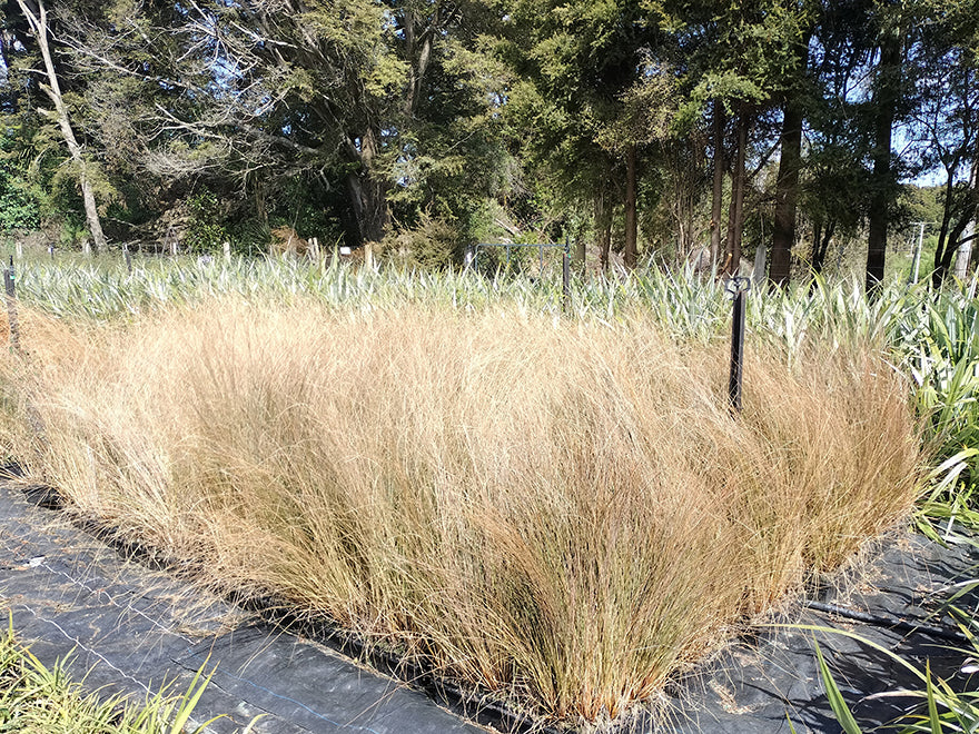 25x Red Tussock - $10.99 each