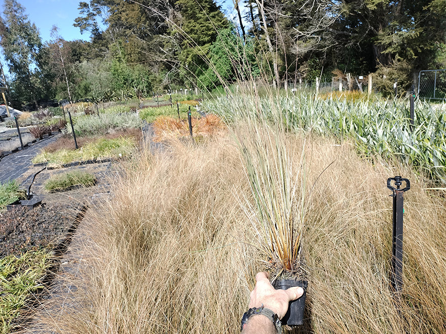 100x Red Tussock - $9.99 each