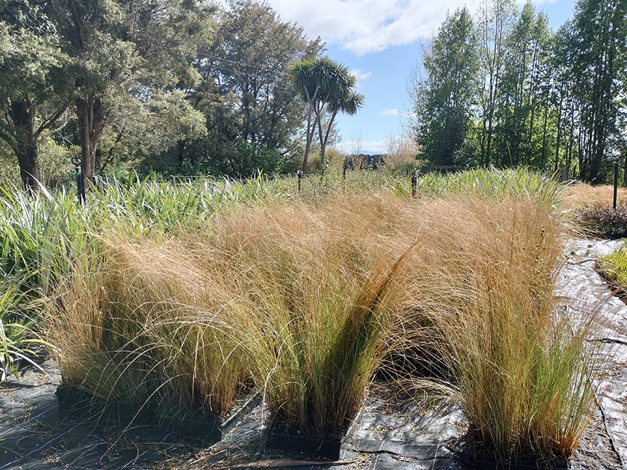 100x Red Tussock - $9.99 each