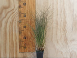 5x Red Tussock - $11.99 each