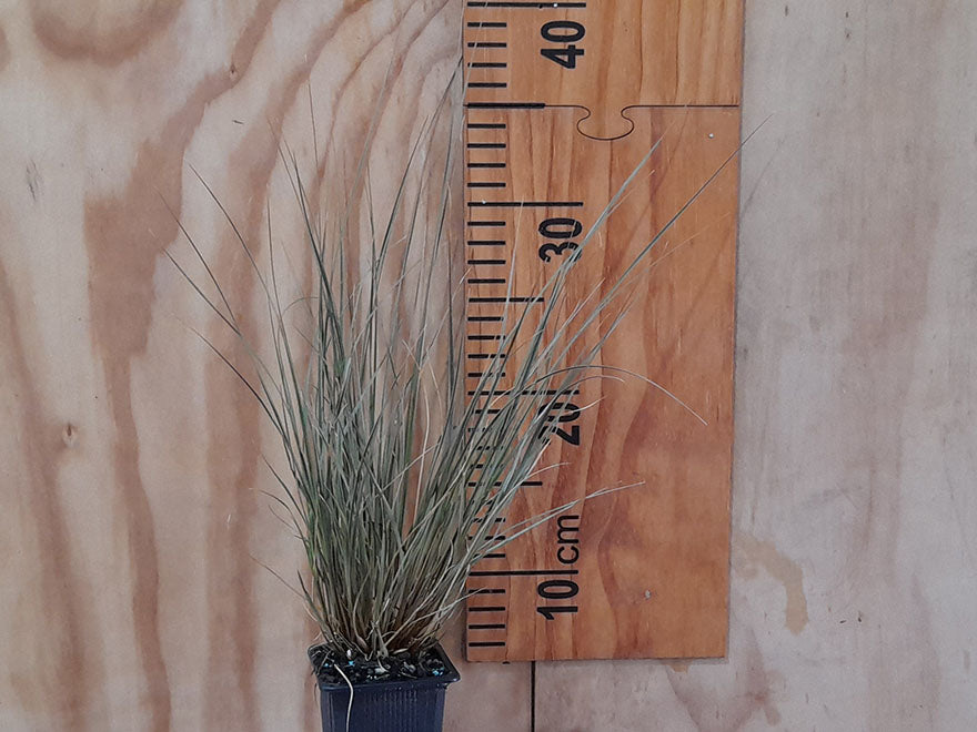 100x Red Tussock - $9.99 each