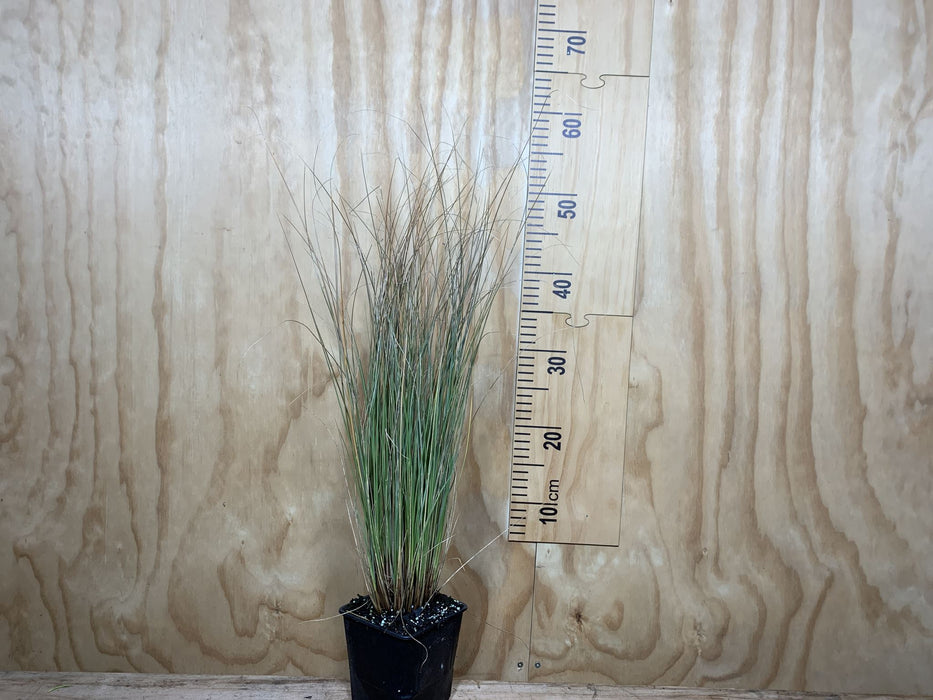 5x Red Tussock - $11.99 each