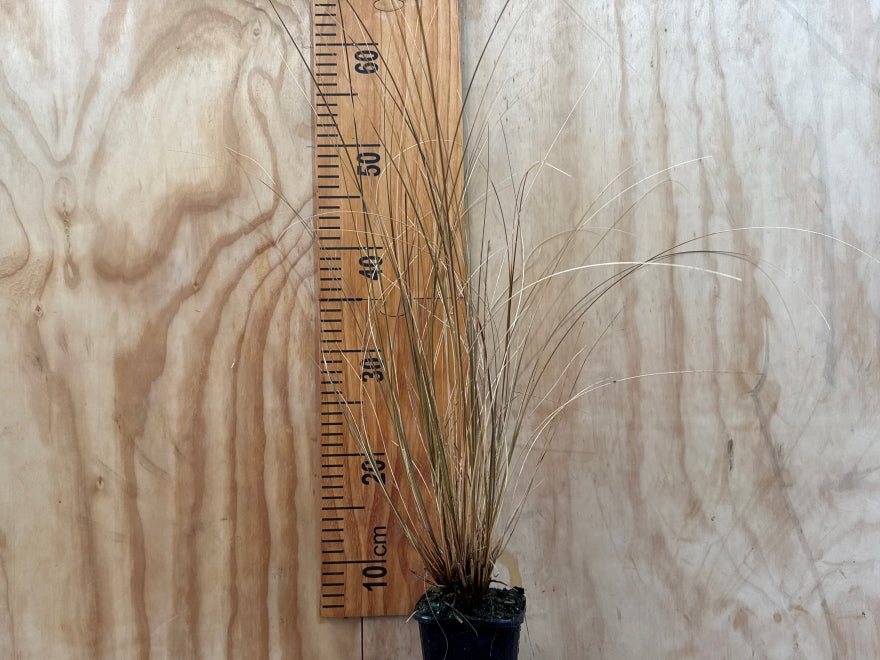 Chionochloa Rubra