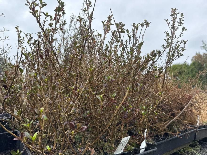 5x Coprosma Port Wine - $1.99 each