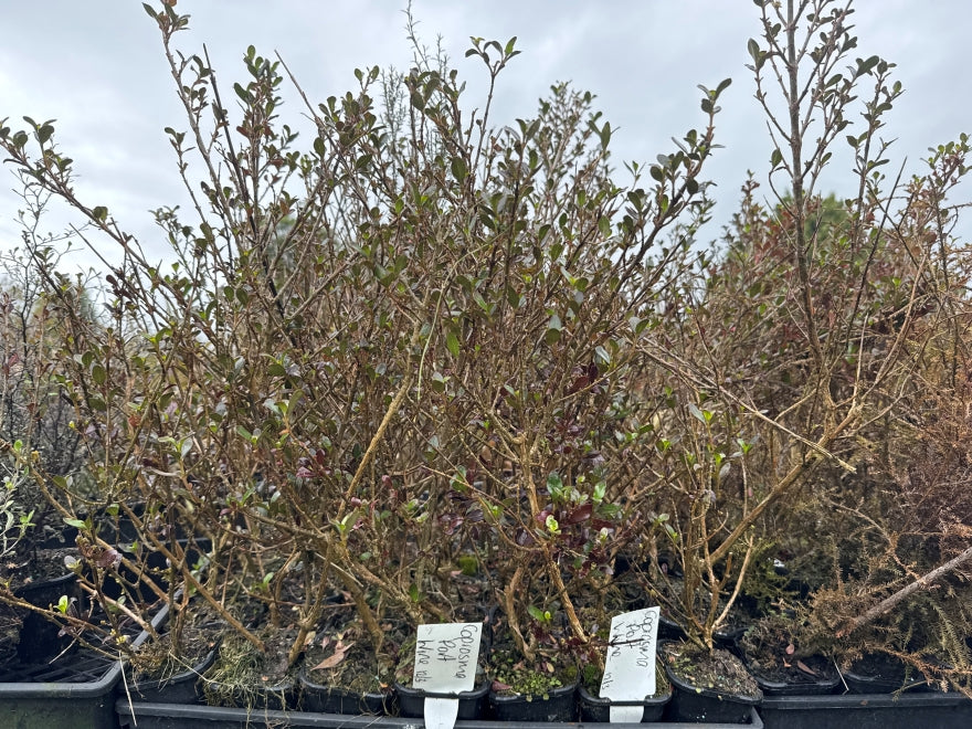 5x Coprosma Port Wine - $1.99 each