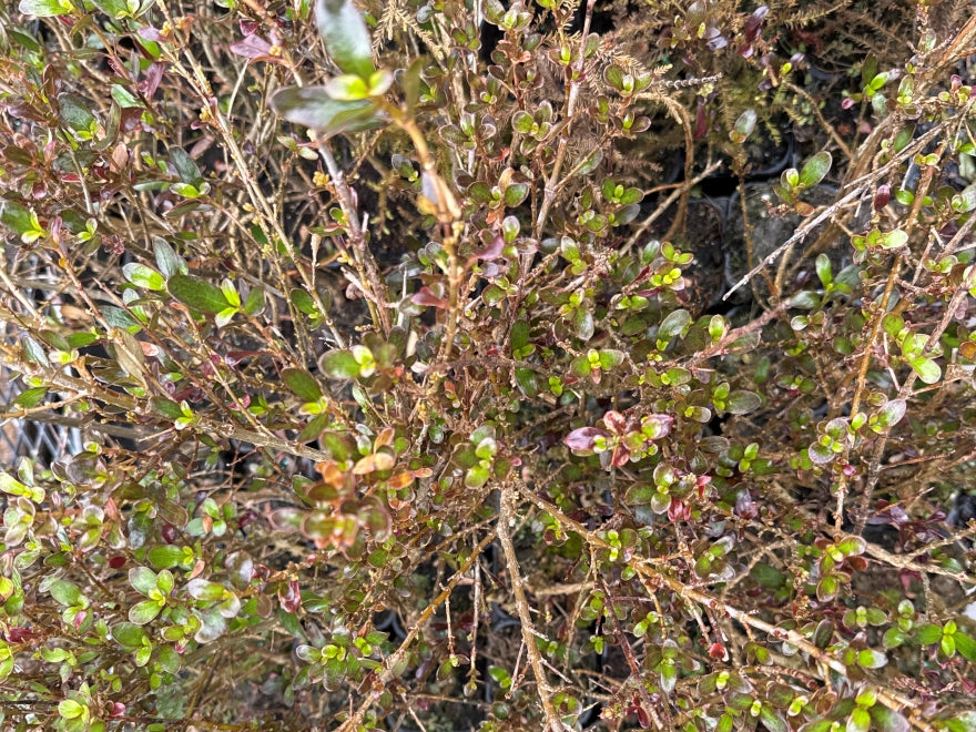 5x Coprosma Port Wine - $1.99 each