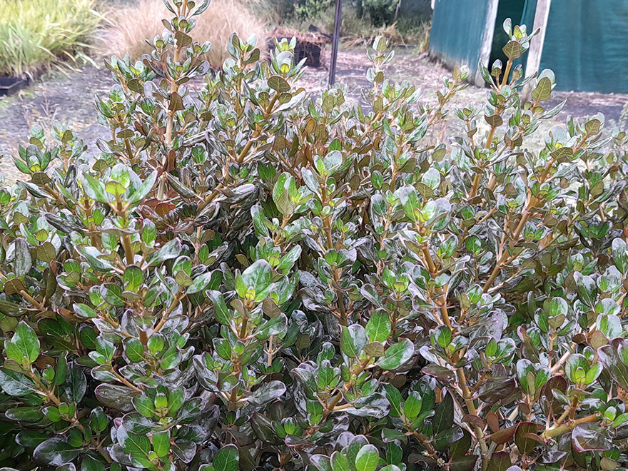 Coprosma Yvonne