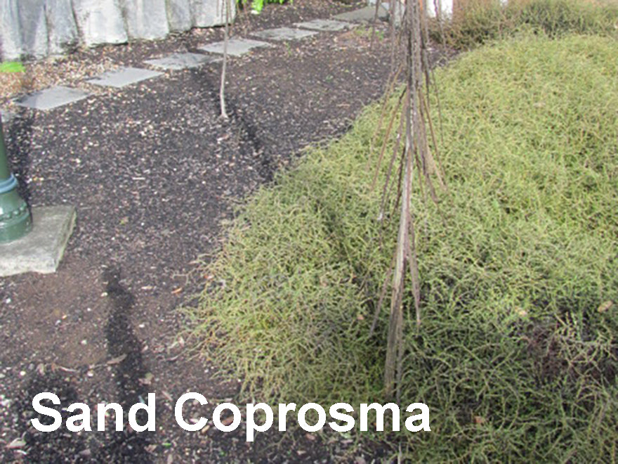 25x Low Growing Native Combo - $4.99 each