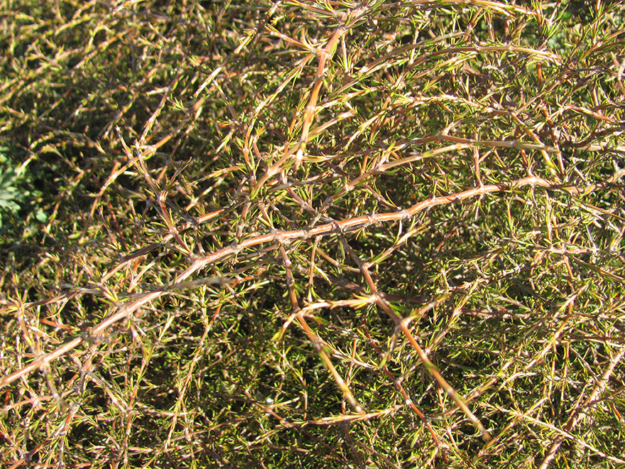 100x Sand Coprosma - $3.99 each