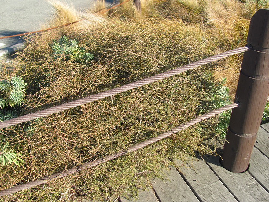 100x Sand Coprosma - $3.99 each