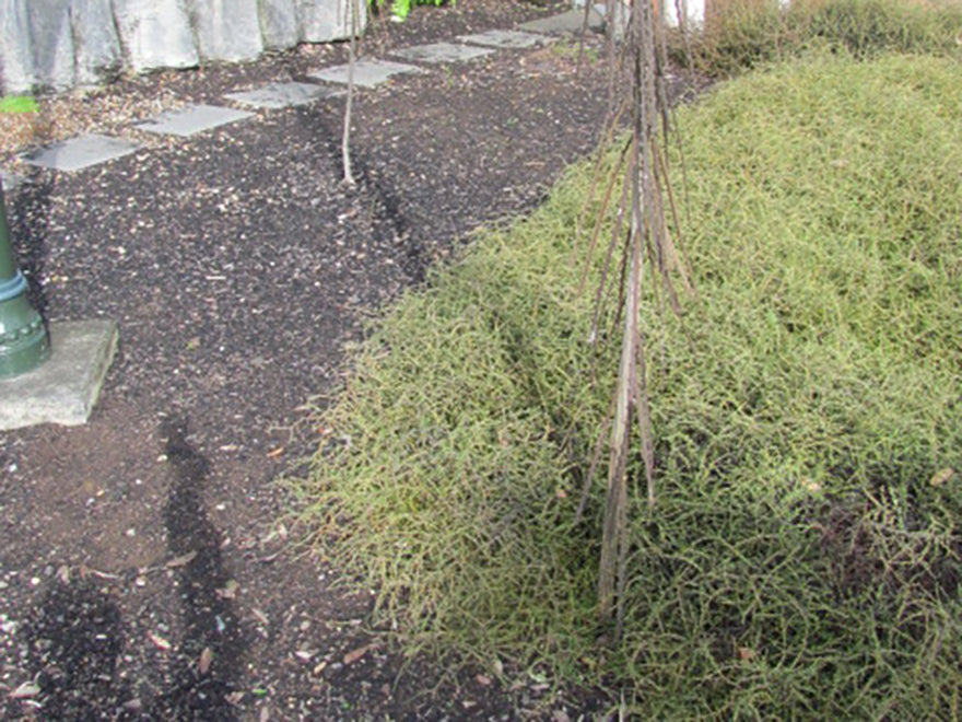 1x Sand Coprosma - $8.99 each
