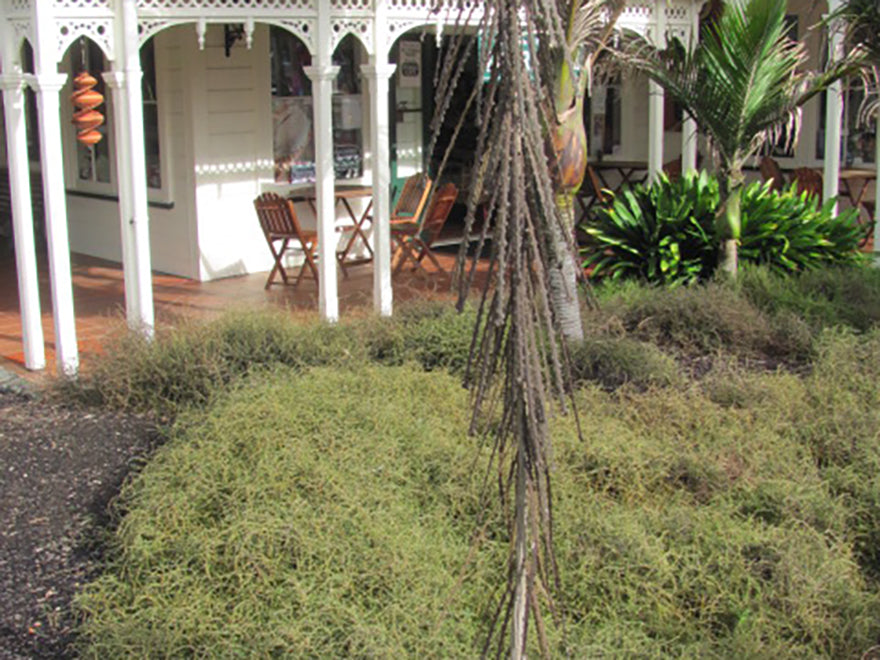 25x Native Groundcover Combo - $4.99 each