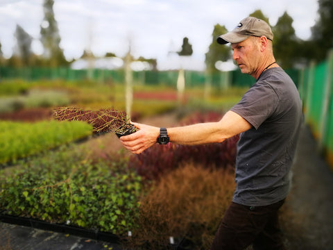 100x Sand Coprosma - $3.99 each