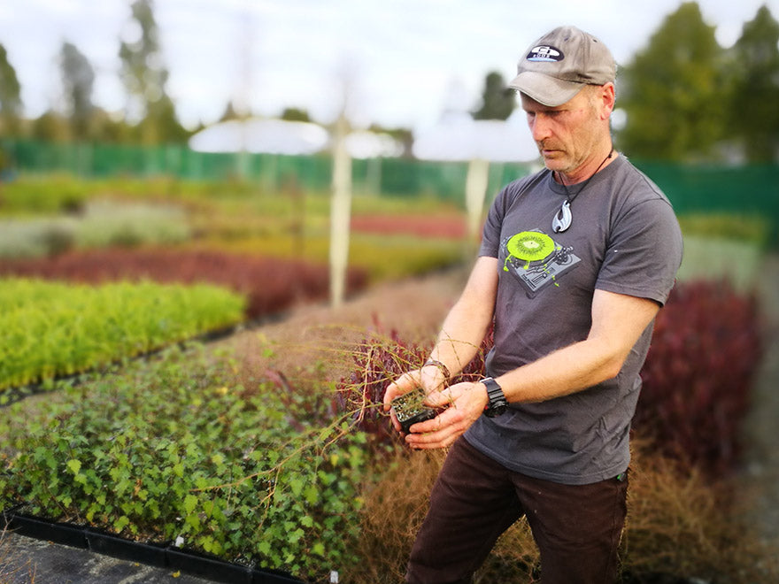 100x Sand Coprosma - $3.99 each