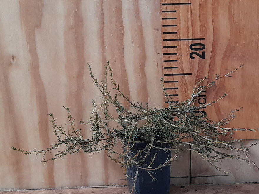1x Sand Coprosma - $8.99 each