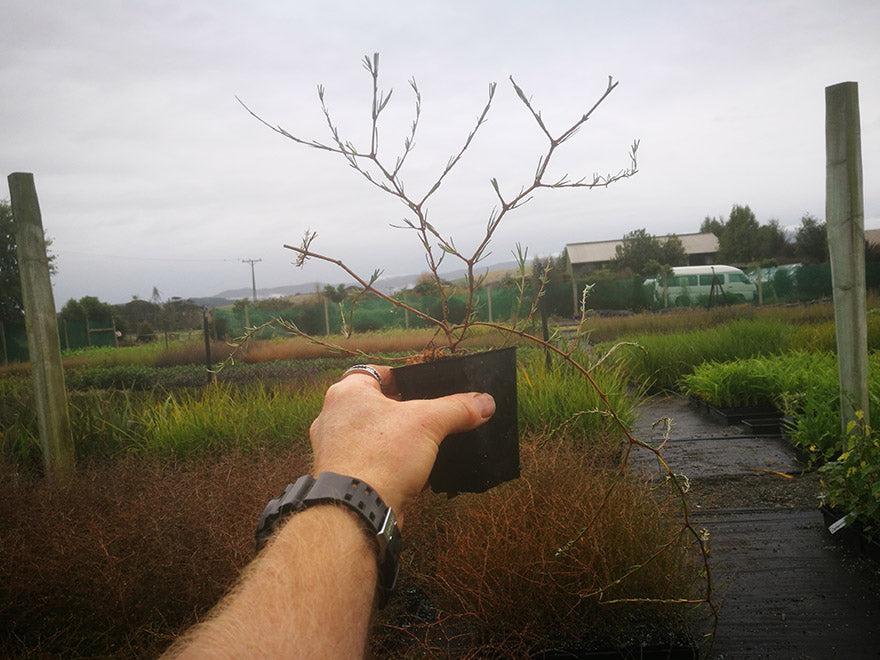 100x Sand Coprosma - $3.99 each