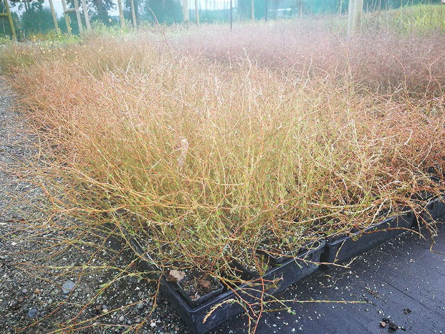1x Sand Coprosma - $8.99 each
