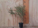 1x Coprosma Acerosa - large size