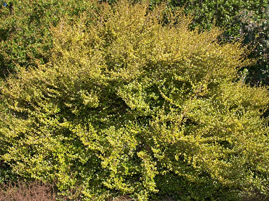 1x Coprosma Beatsons Gold