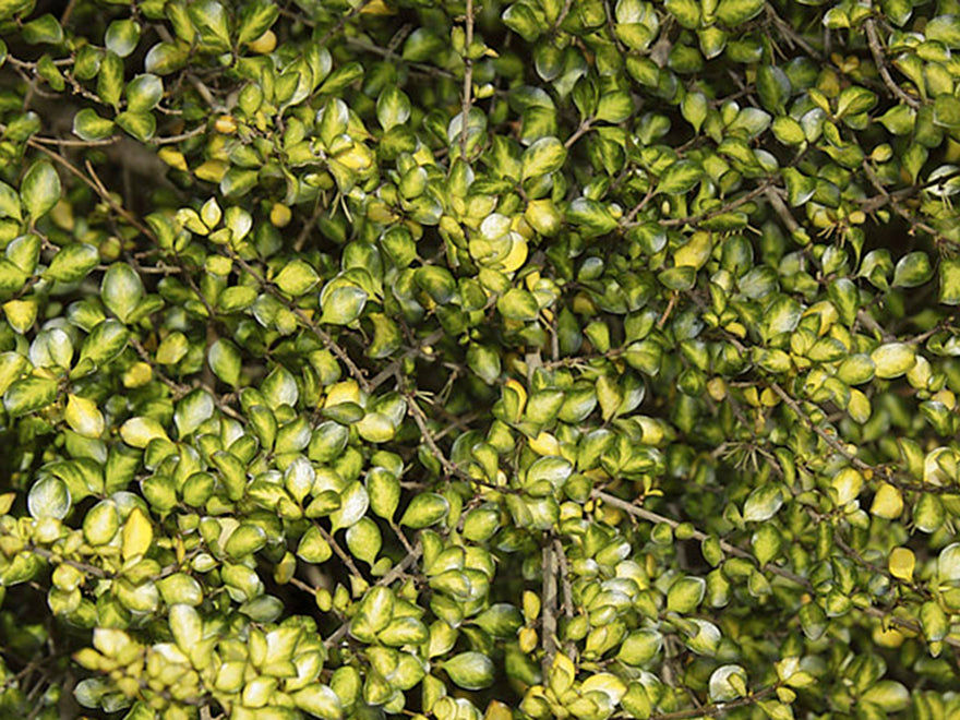 1x Coprosma Beatsons Gold