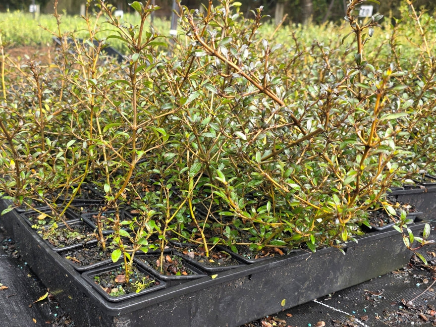 10x Coprosma Black Cloud - $1.99 each