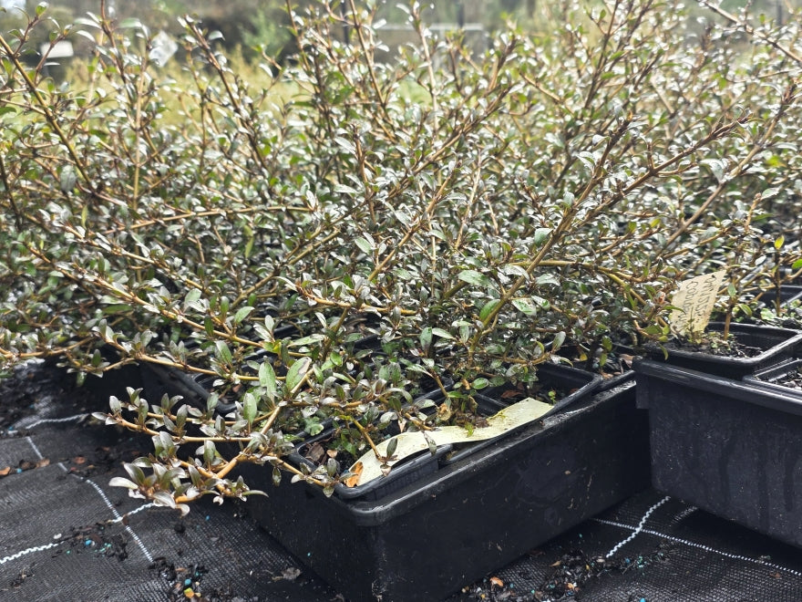 10x Coprosma Black Cloud - $1.99 each