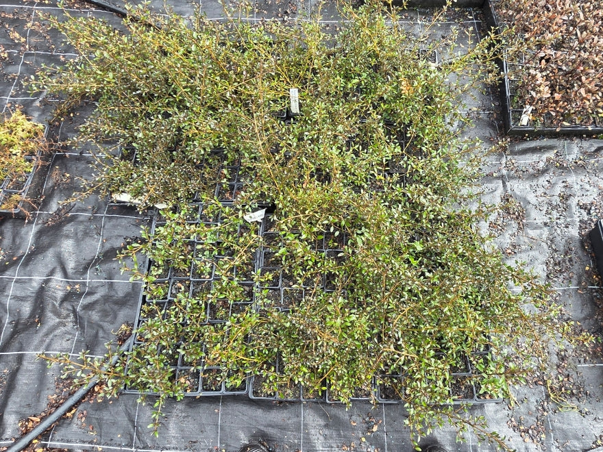 10x Coprosma Black Cloud - $1.99 each