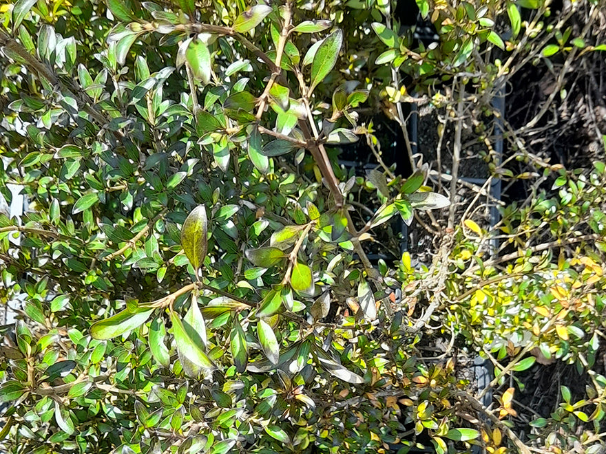 10x Coprosma Black Cloud - $1.99 each