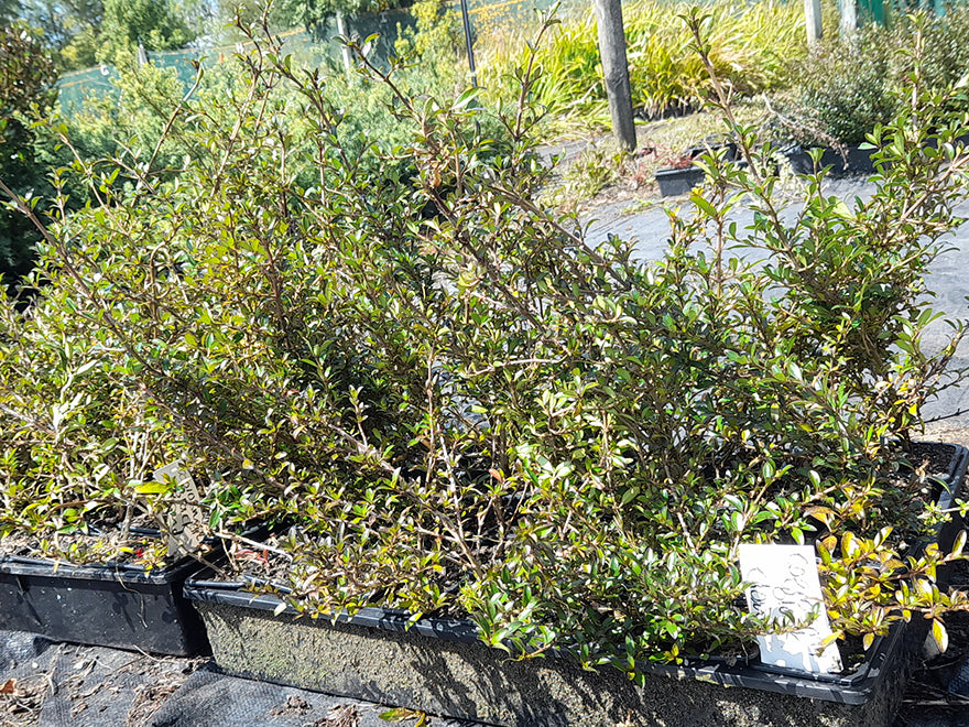 10x Coprosma Black Cloud - $1.99 each