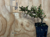 100x Low Growing Native Combo - $3.99 each