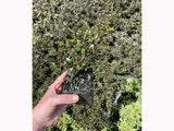 25x Coprosma Black Cloud - $4.99 each