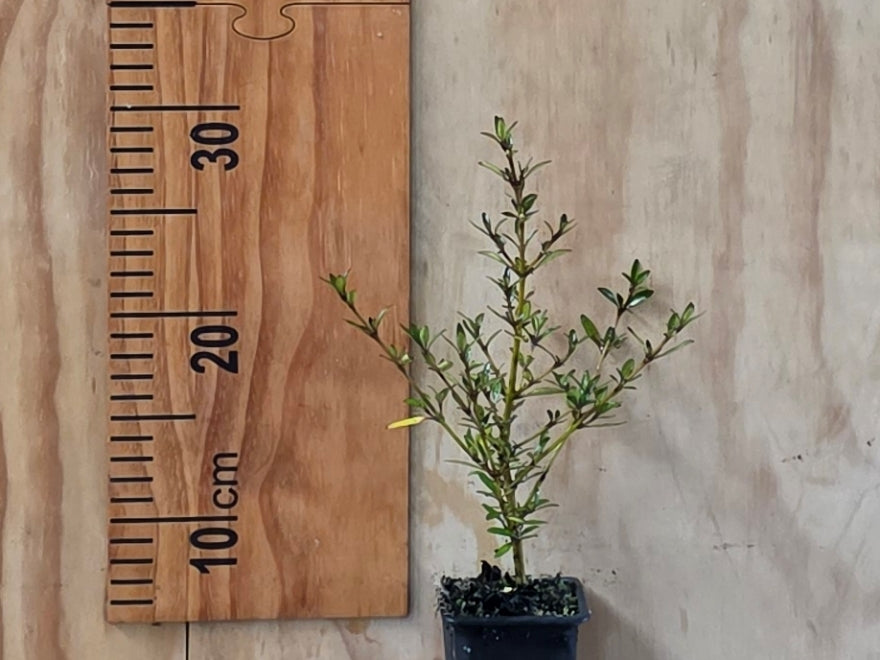 25x Coprosma Black Cloud - $4.99 each