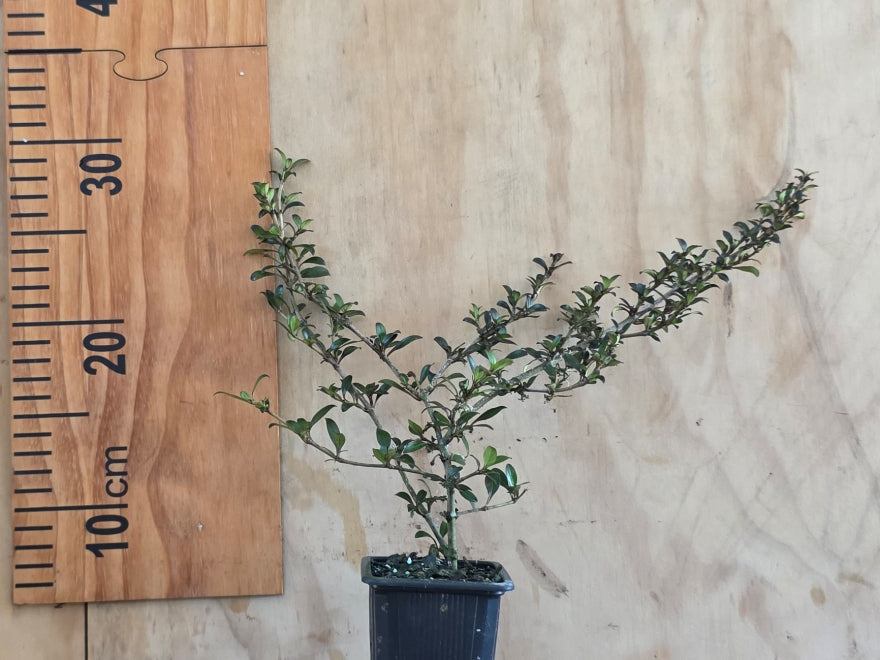5x Coprosma Black Cloud - $5.99 each