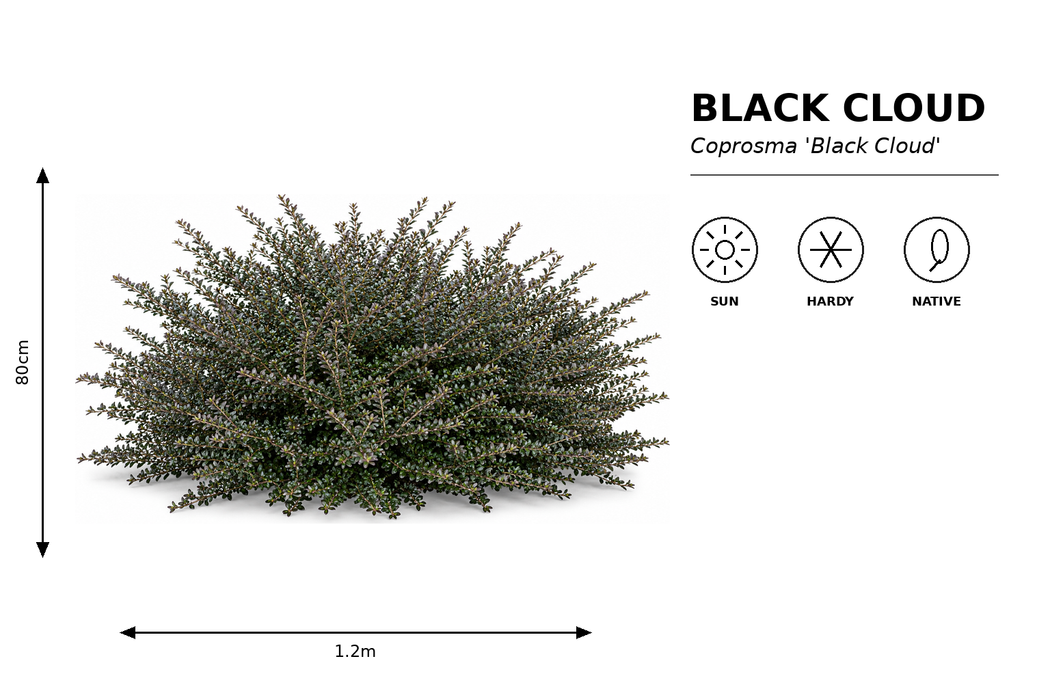 25x Low Growing Native Combo - $4.99 each