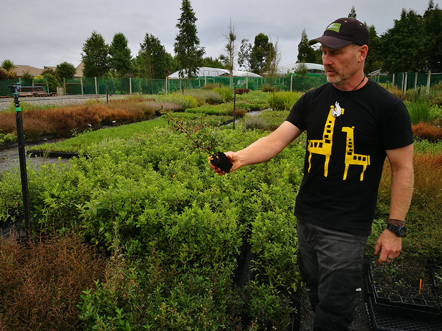 Coprosma Black Cloud - $3.99 each