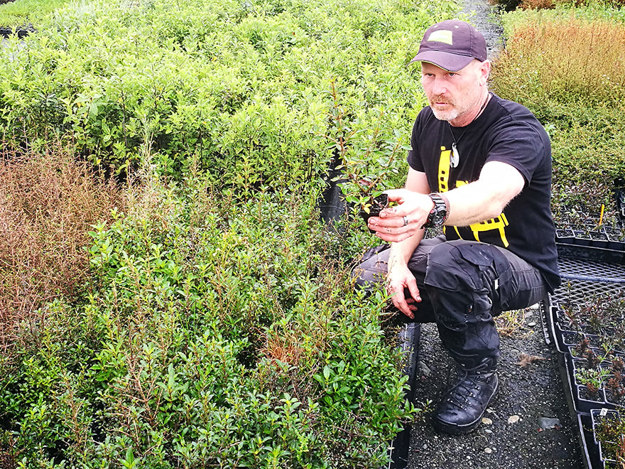 Coprosma Black Cloud - $3.99 each