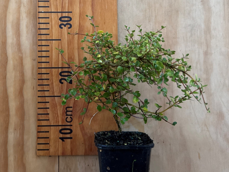 Coprosma Bowling Green