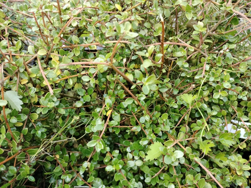Coprosma Bowling Green